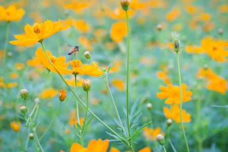 Yellow flowers. Yellow Cosmos with green leaves and Bee or insect in Garden. Selective focus.の写真素材