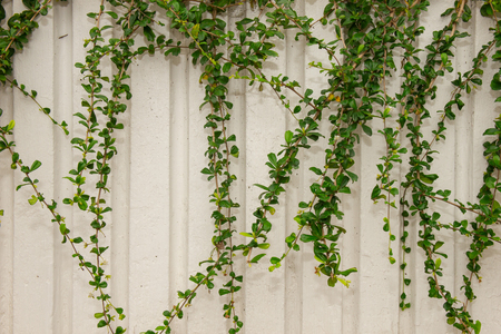 Concrete wall with ornamental plants or ivy or garden tree for background.の写真素材