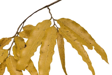 gourami or bark and white background