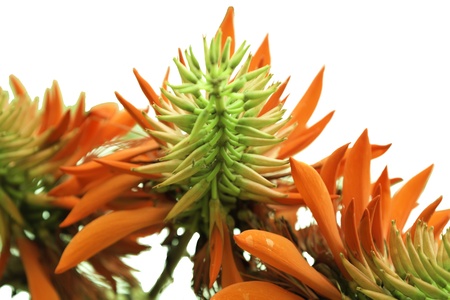 a flower or bark and white backgroundの写真素材