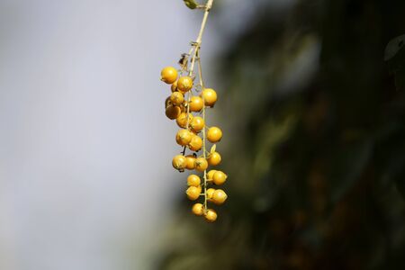 collection of fruit and vagetable backgroundsの写真素材