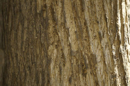 closeup of cracked tree trunk