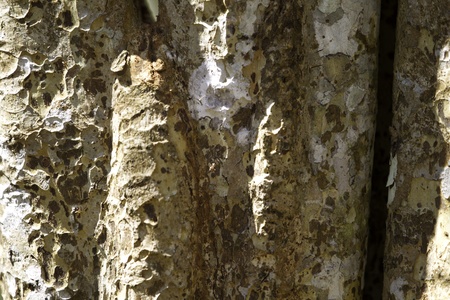 closeup of cracked tree trunk