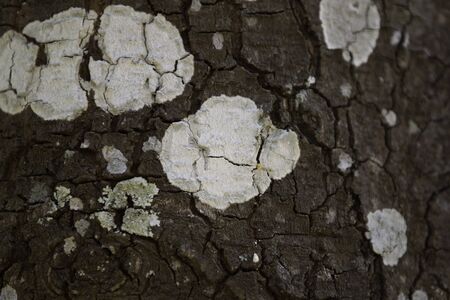closeup of cracked tree trunk