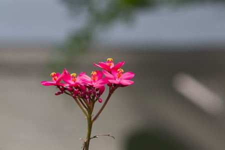 Bright red flowers grow a small garden.