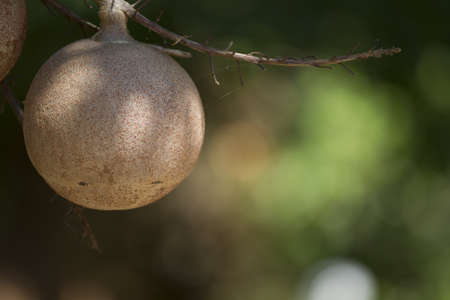 The brown forest.の写真素材