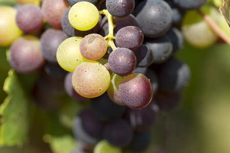 Production of grapes for Liverpool.