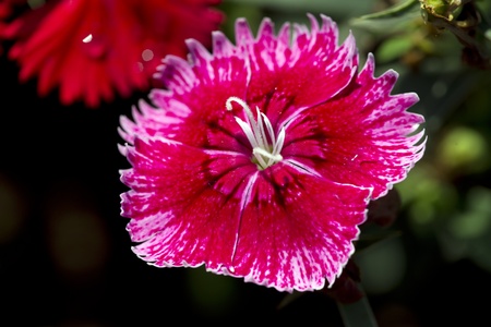 Red flowers of winter.の写真素材