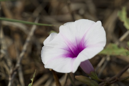 Morning glory flowers are white mixed with purple.