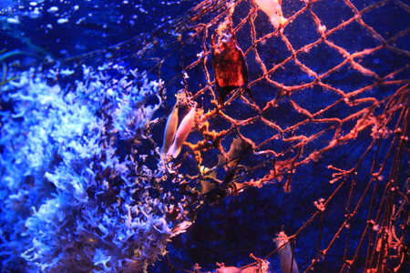 Fish roe
