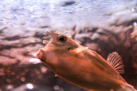 Boxfish Pufferの写真素材