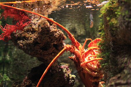 Aquarium lobsterの写真素材