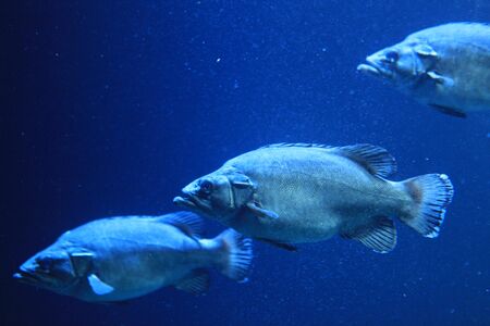 Deep-sea fishの写真素材