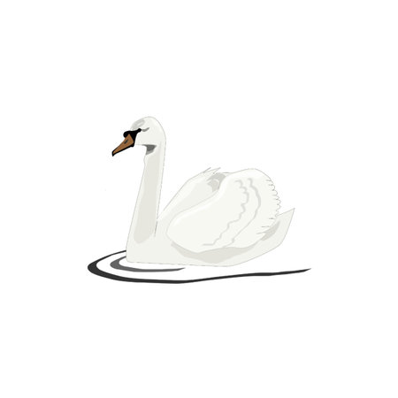 Vector illustration of a swan in water, against a white background.の写真素材