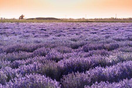 Lavender field at sunset in the Rostov region. Beautiful evening landscape without people.の写真素材
