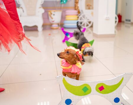 trained circus dog poodles and tax at the performance.  Children holiday.の写真素材