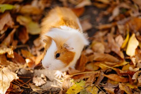 white yellow the Guinea pig on yellow dry autumn leaves. pet on the street.