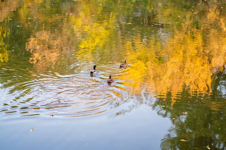 ducks swim in the pond water fall. Yellow leaves on the trees. Autumnの写真素材