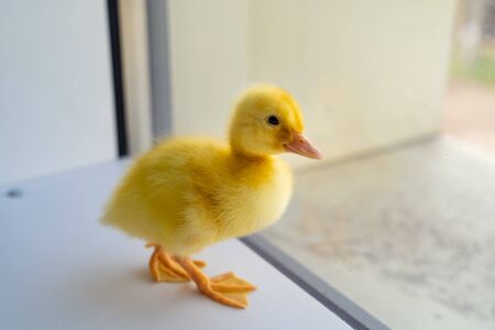 little yellow duck is on the window. poultry on the farmの写真素材