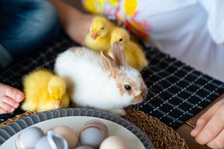 Easter white rabbit and three yellow duckling on the table.の写真素材