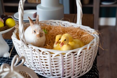 white Easter Bunny and three yellow duck in a white basket with hay on table.の写真素材