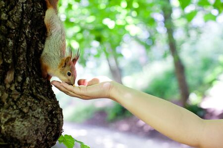 little squirrel eating from a human hand on a tree in the park forest. the love and protection of animalsの写真素材