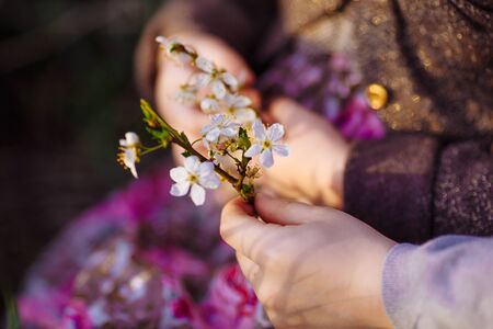 branch of shrub with small white flowers in children hands. the spring bloom.の写真素材
