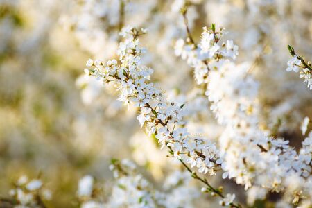 branch of shrub with small white flowers. the spring bloom.