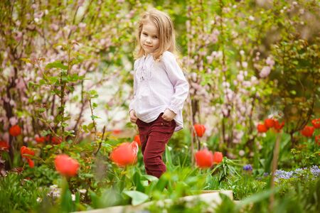 small girl with blond long hair in flowerbed with flowering pink almond bush and tulips. the spring...
