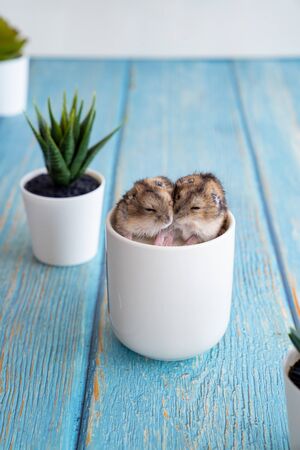 Hamster Asian in white interior candle. Blue wooden background. A pet.の写真素材