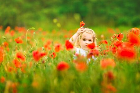 Beautiful little child picking flowers in poppy field in Sunny weather.の写真素材