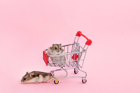 asian hamster runs away and sits in a shopping cart. Funny pet is having fun. on a pink background....
