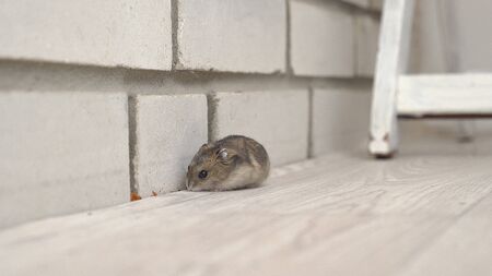 mice or hamsters run all over the floor in the house. insect rodent pest.の写真素材