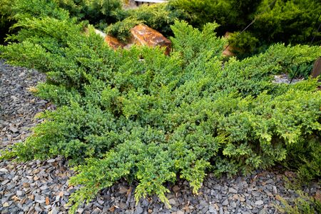 green bushes in the flower bed at home. landscape design of the gardens and local area.