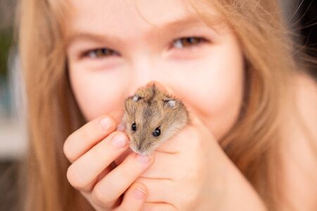 Asian hamster gungari in the hands of the little cute girls. Pets and children care.の写真素材