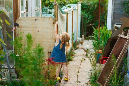 Little child girl and the hens on the farm. Poultry farming in a country house in the village. small helper.の写真素材