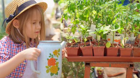 Adorable little girl kid in the hat watering seedlings in the greenhouse at spring seasonal garden works. Small helperの写真素材