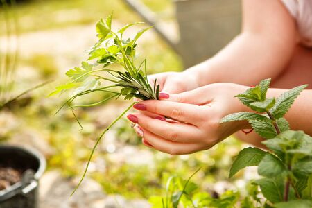 female hand harvested mint, coriander and parsley in the garden. herbes de Provence. gardening and horticulture.の写真素材