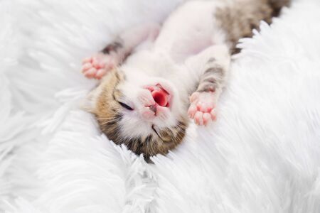 view top small newborn kitten with his tongue lying on his back on a white fluffy blanket. Pets and care domesticated animal.の写真素材