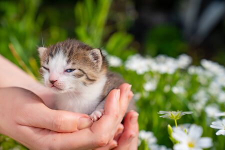 small newborn kitten meows in hands of a person in nature. Pets and domesticated animal care.の写真素材