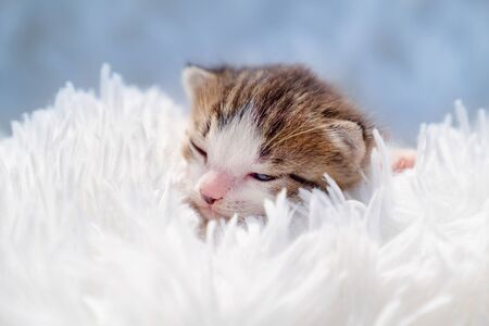 cute newborn kitten on a white fluffy blanket. Pets and care domesticated animal.の写真素材