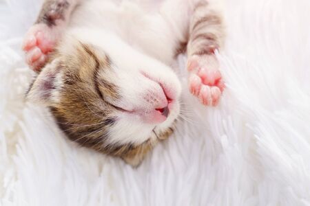 little newborn kitten lying on his back on a white fluffy blanket. Pets and care domesticated animal.の写真素材
