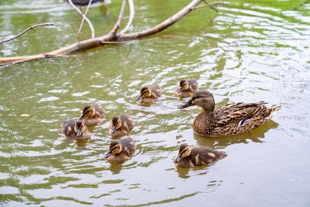 ducklings with the mother duck on the river Bank. birds with babies in the pond. bird watching in nature.の写真素材