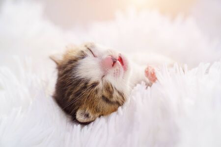 newborn kitten lying on his back on a white fluffy blanket. Pets and care domesticated animal.の写真素材