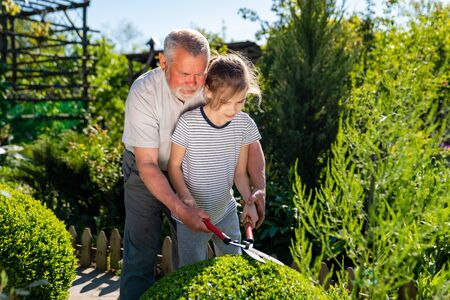 gardener grandpa teaches granddaughter to cut the bushes gardening shears. the kids learn to work on the farm.の写真素材