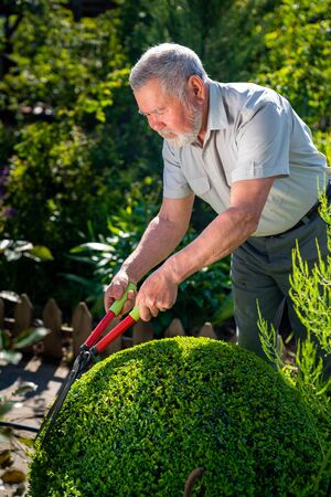 an elderly man gardener with a beard with scissors for cutting bushes and grass shear boxwood in the...