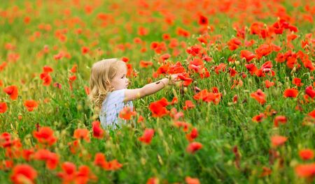 Beautiful little child picking flowers in poppy field in Sunny weather.の写真素材