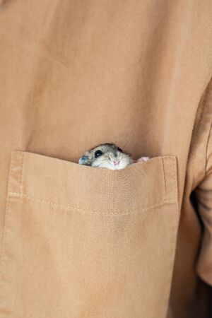 Hamster climbs out of brown pocket. Asian hamsters. empty pockets, there a mouse.