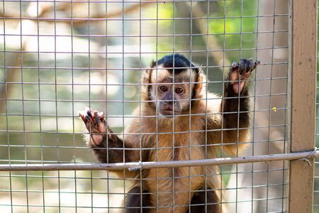 a Capuchin monkey in a cage at the zoo. wild animals in captivity.の写真素材