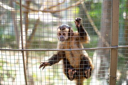 a Capuchin monkey in a cage at the zoo. wild animals in captivity.